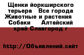 Щенки йоркширского терьера - Все города Животные и растения » Собаки   . Алтайский край,Славгород г.